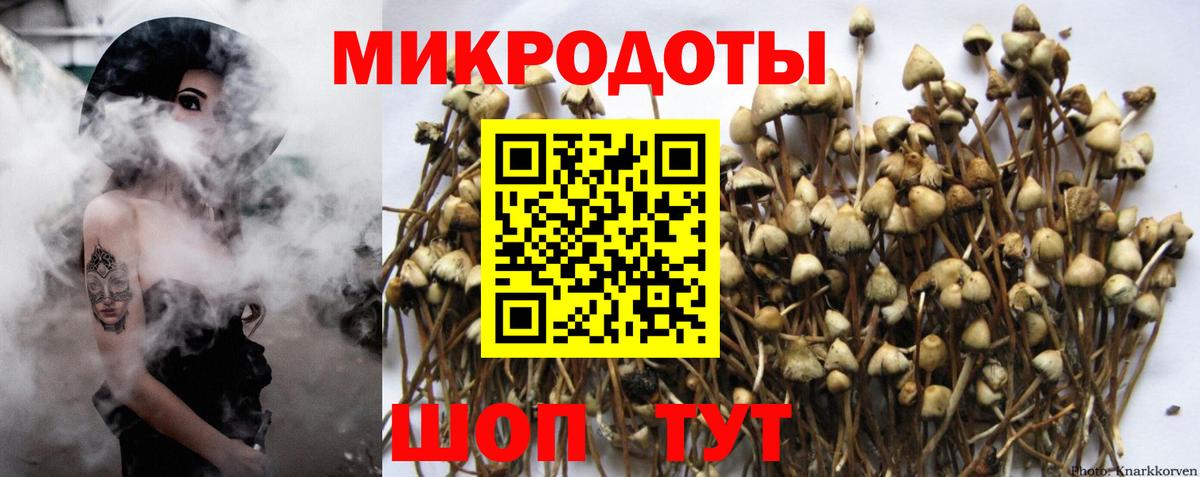 Псилоцибиновые грибы Psilocybine cubensis Белгород